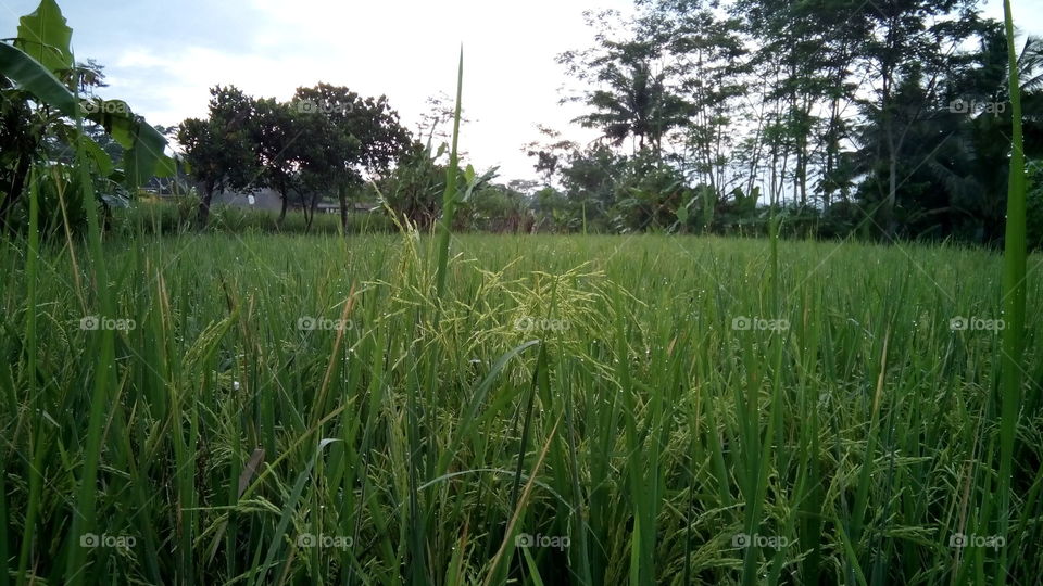 Singaparna Rice fields