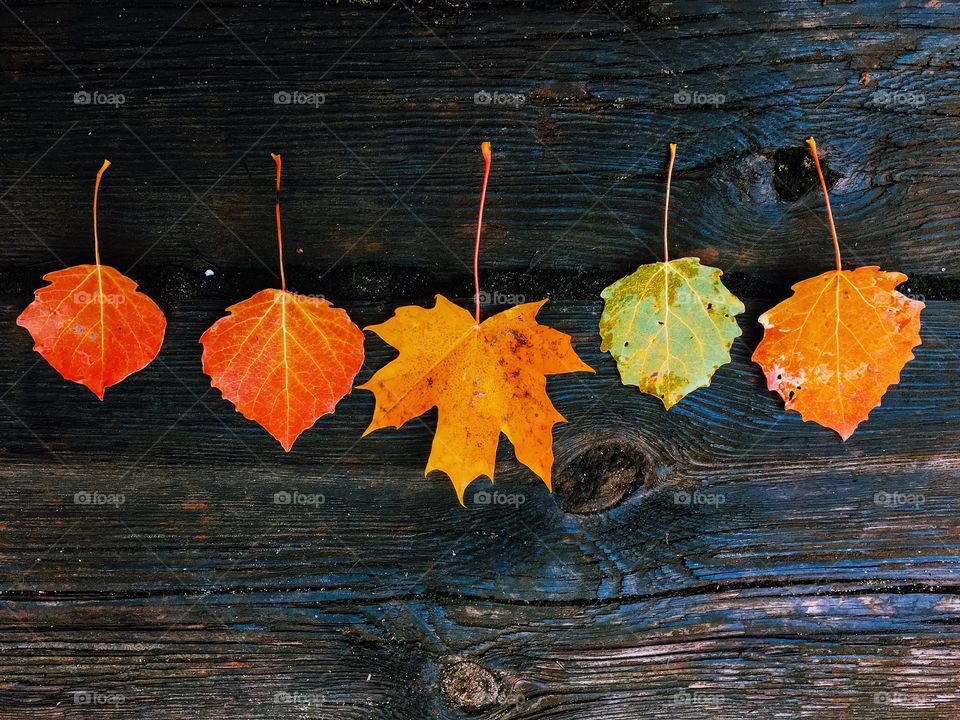 Autumn leaves in a row