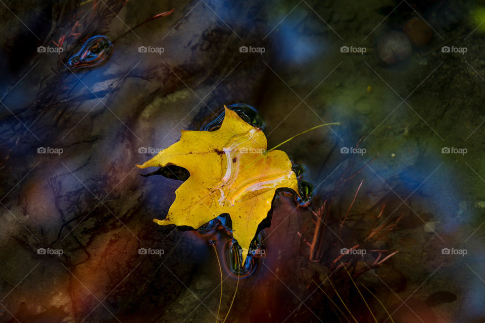 Yellow maple leaf in water