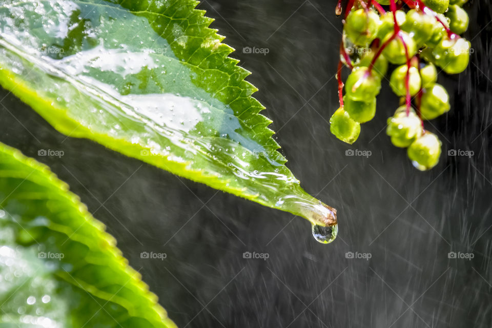 Leaf in the rain