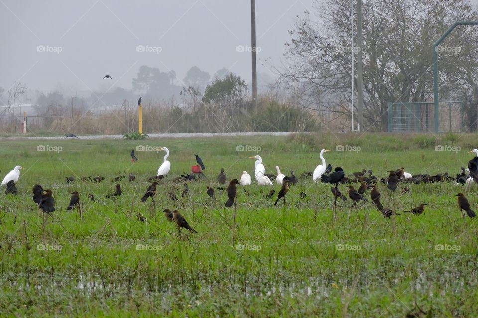Egret and Blackbirds