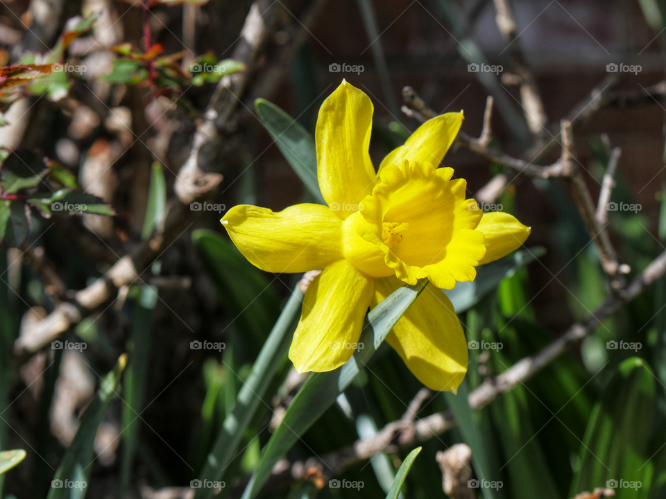 Daffodil Beautifully Lit During Clear North Carolina Afternoon