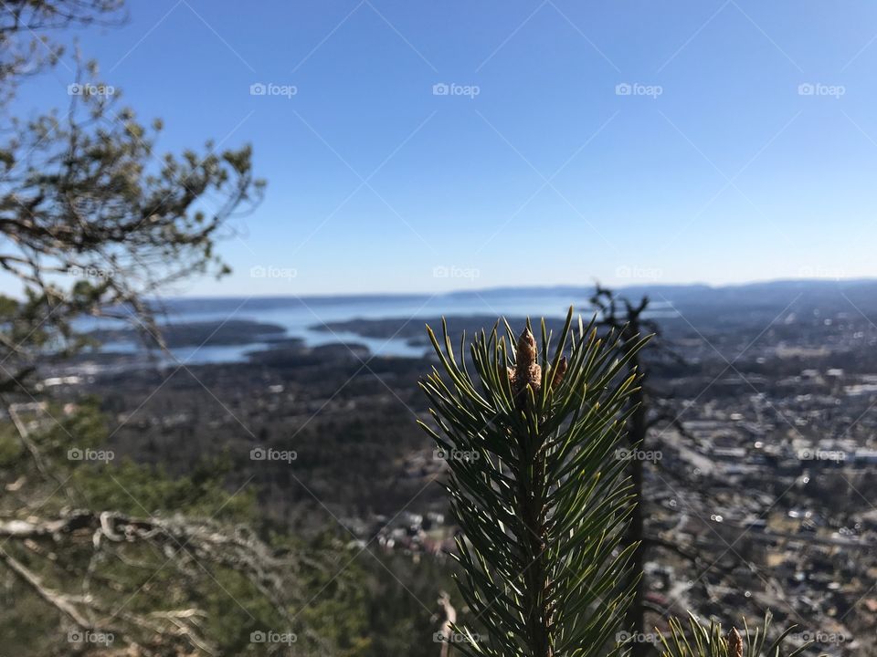 Pine twig 