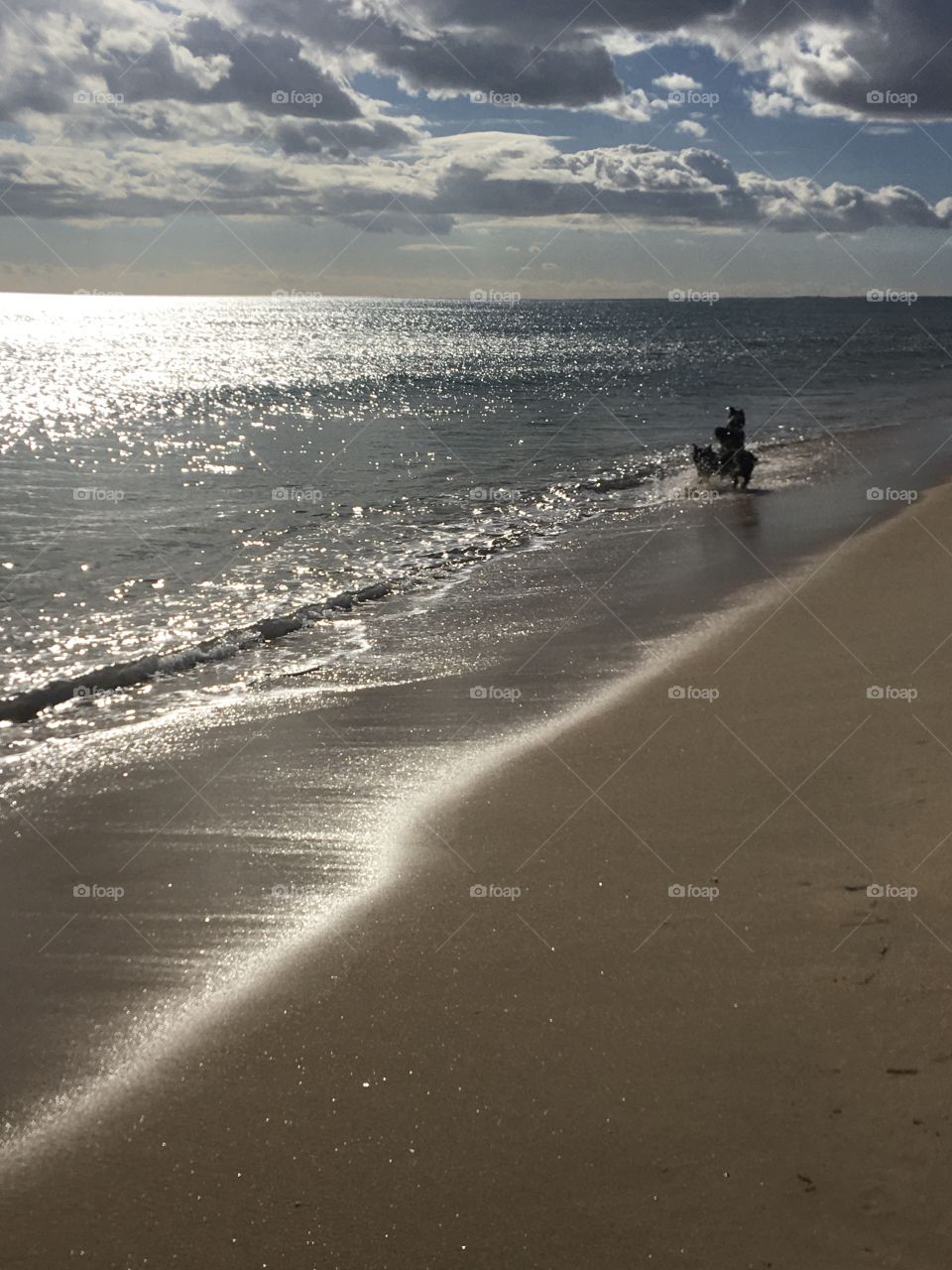 Running dogs far away on desert beach