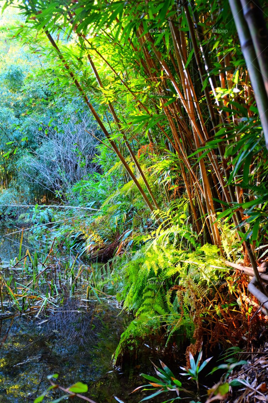 Tropical marsh forest. Bamboo and fern