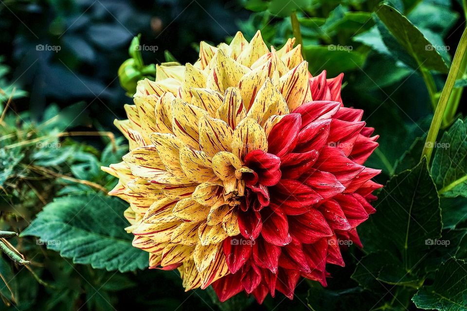 yellow and red flower