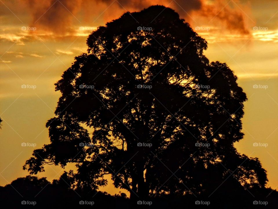 Maple tree silhouette backlit with a fiery blaze of reds and gold.