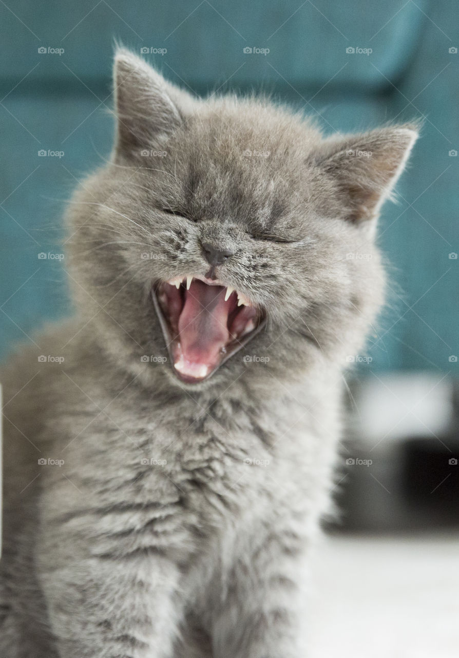 Kitten yawns