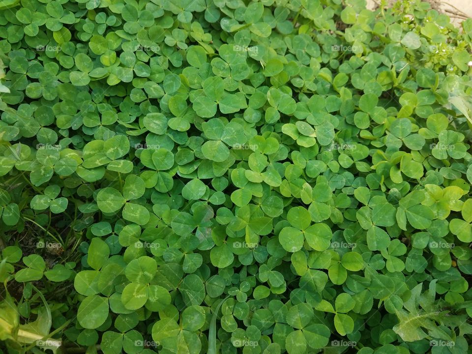 growin in the garden