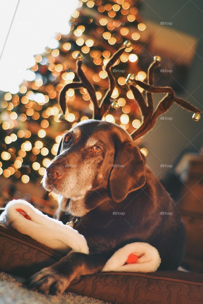 Dog wearing headwear