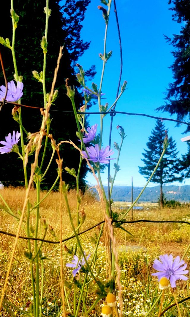 chicory on the farm