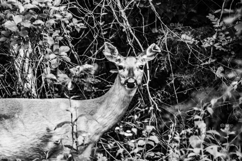 black and white deer