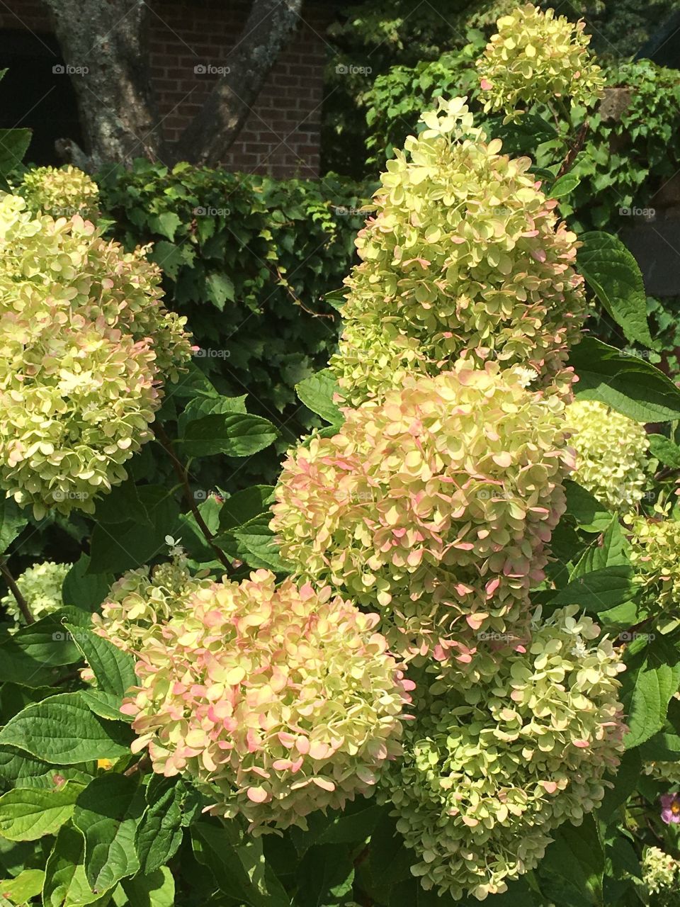 Happy hydrangea 