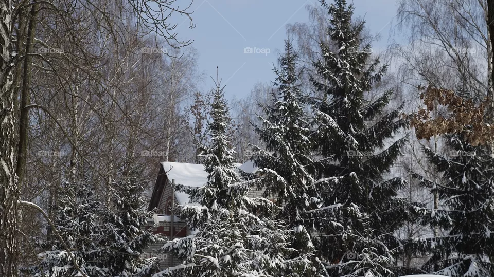 forest