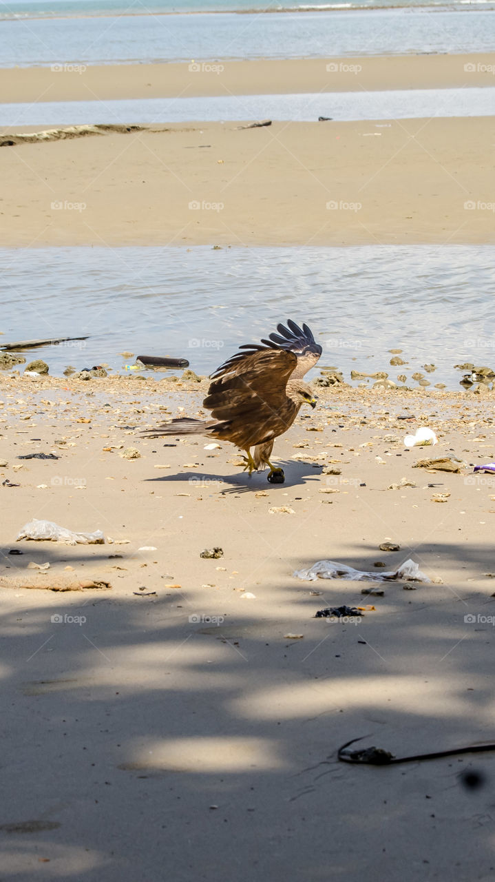 eagles look for prey on the beach