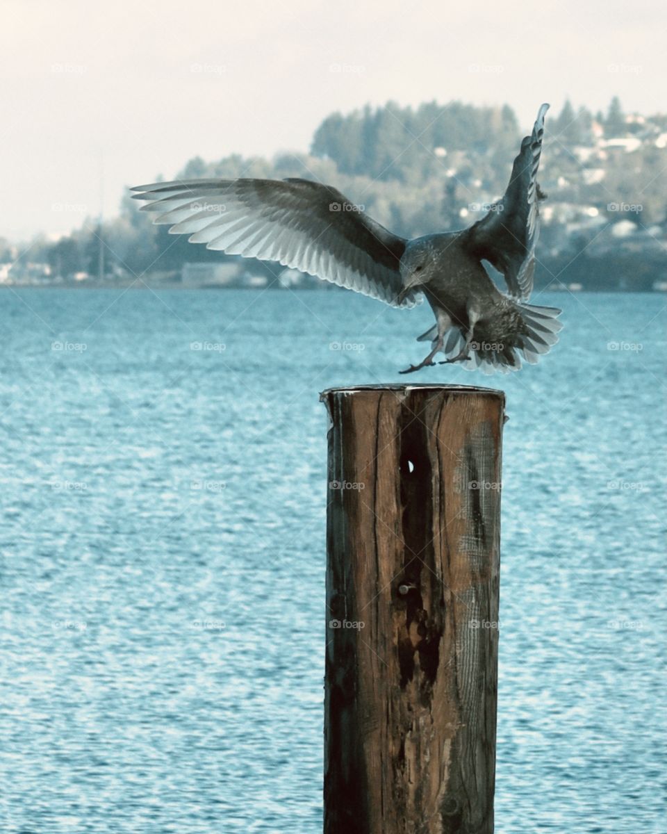 Seagull in flight 