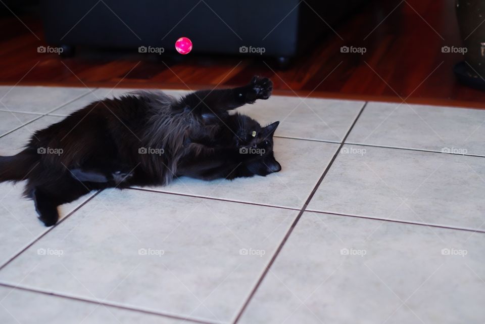 Cat playing with a bouncy ball