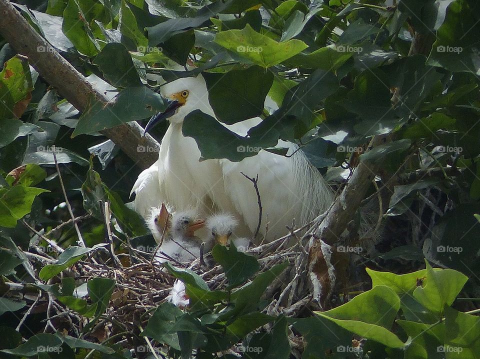 Mama snowy egret with nest full of chicks 