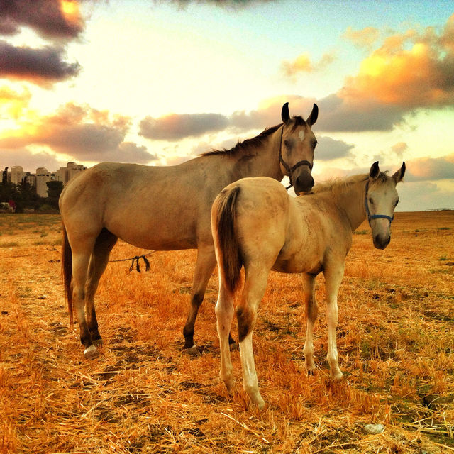mammals mother son horse by oppenheimer