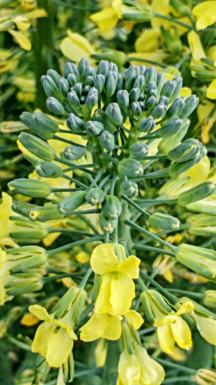 Broccoli Does Flower