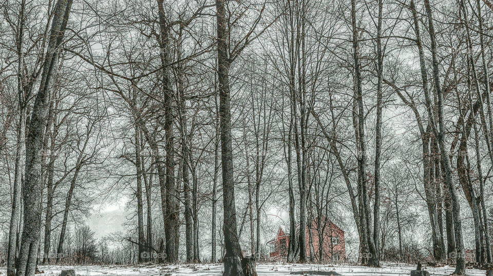 spring forest. nature