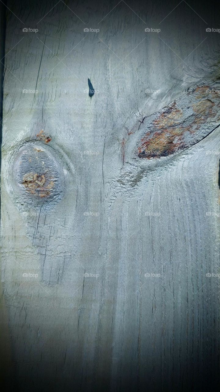 nature design on wood captured