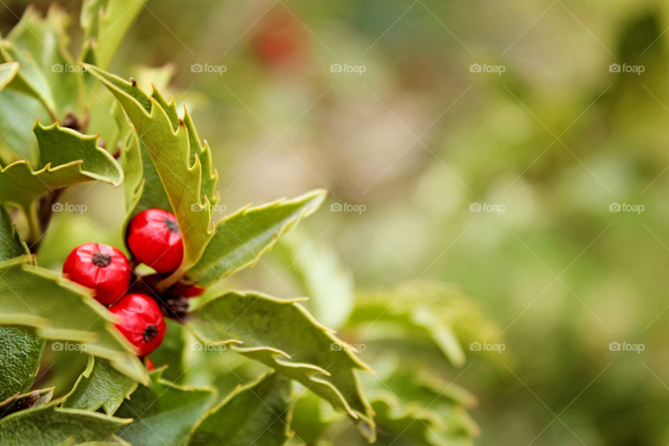 Holly, Plant, Berries