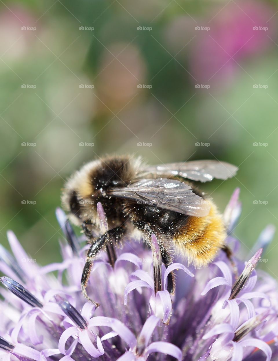 Beautiful nature shot of a bee collecting pollen from my sister in laws allotment.