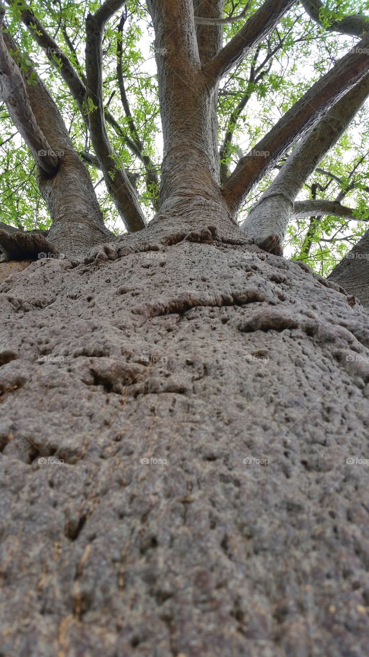 a Big boabab tree that was taken from the bottem
