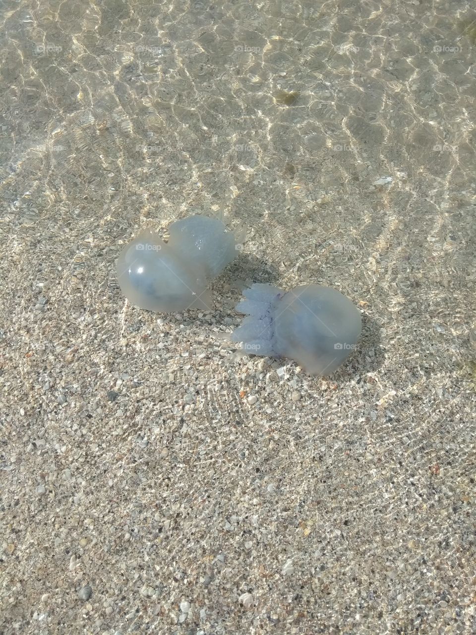 Море. Отдых. Медузы. Плавать в море с медузами. Медузы в море.