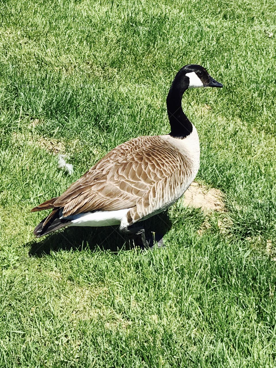 Goose
