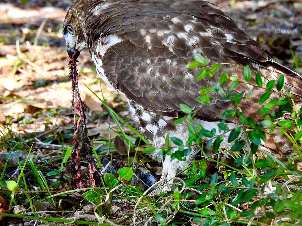 Birds & Bees - Nature in Motion - Birds in action - Closeup of a Red-tailed Hawk devouring the remains of a squirrel - Birds steer mainly with their tails, and some use their wings for precise maneuvers