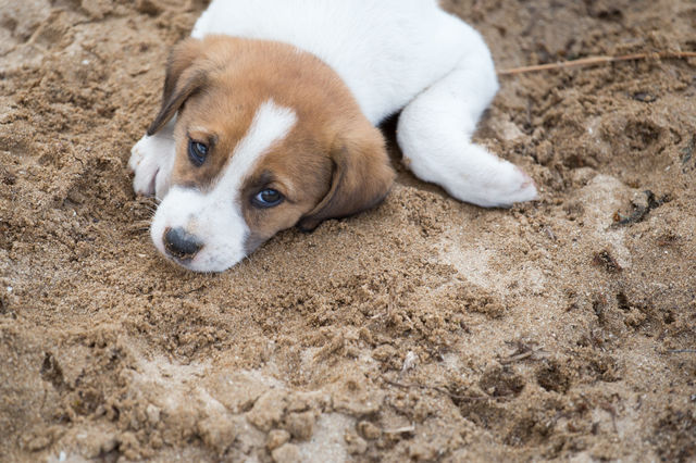 puppy