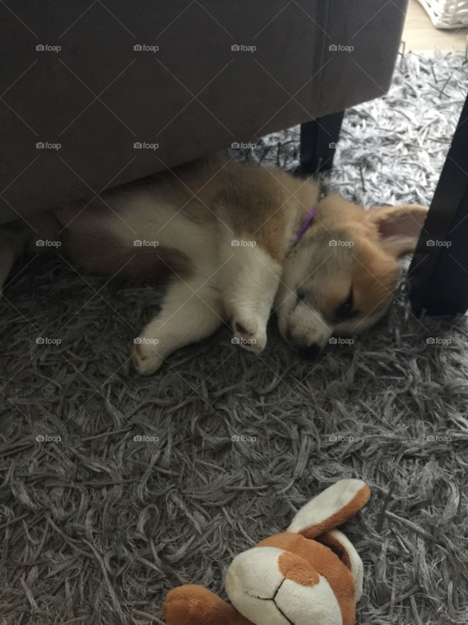 Sleepy Corgi 