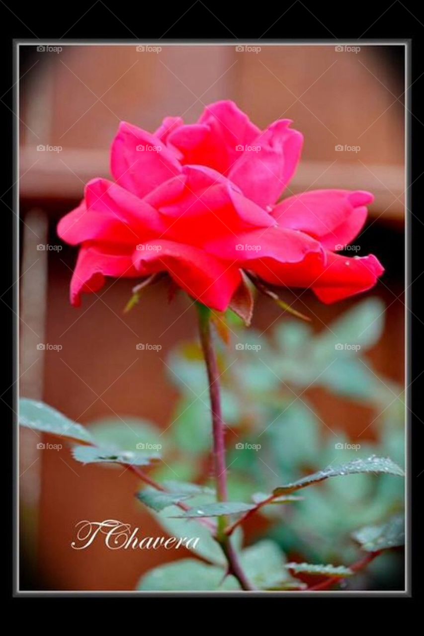 The Thornless Red Rose