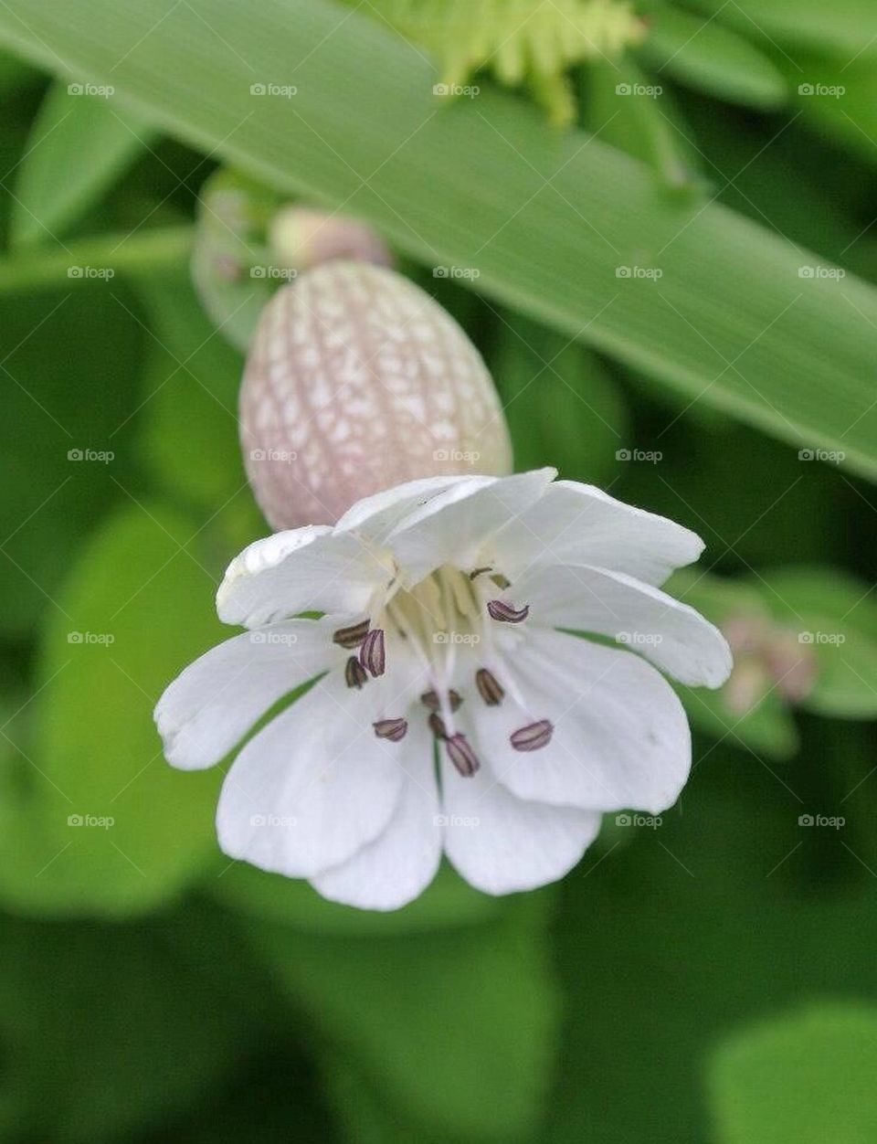 Summer flower