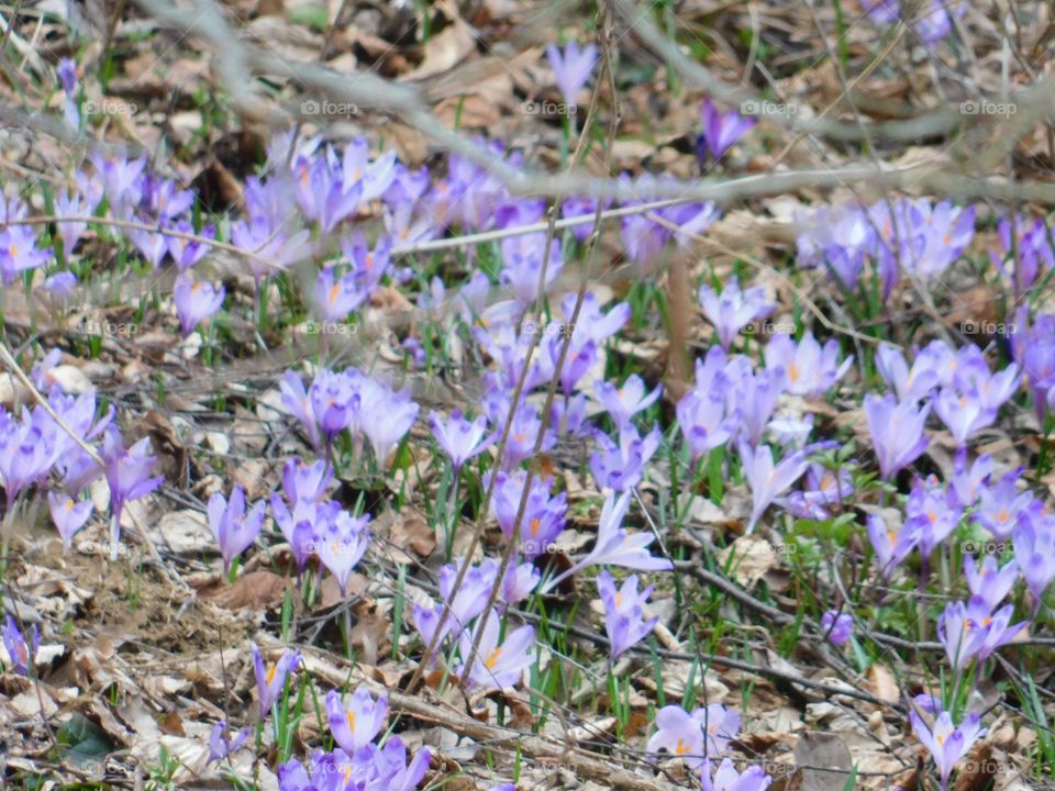 Lots of flowers