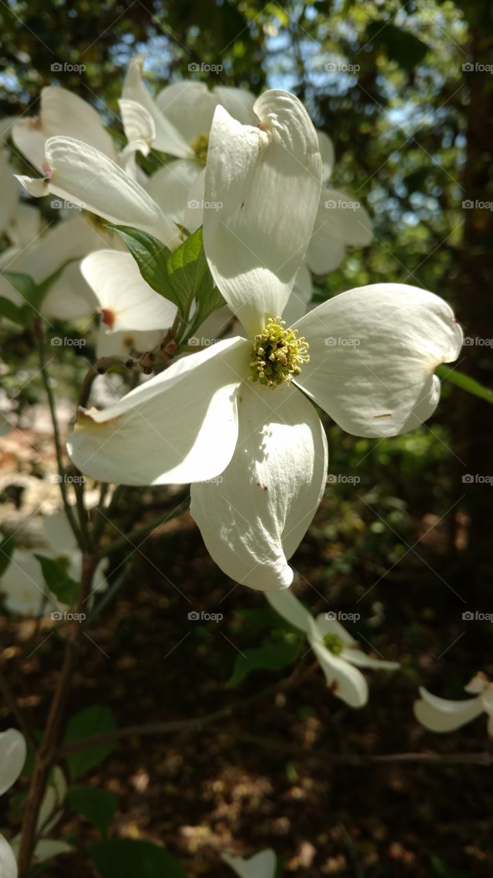 Flower, Nature, Leaf, Flora, Garden