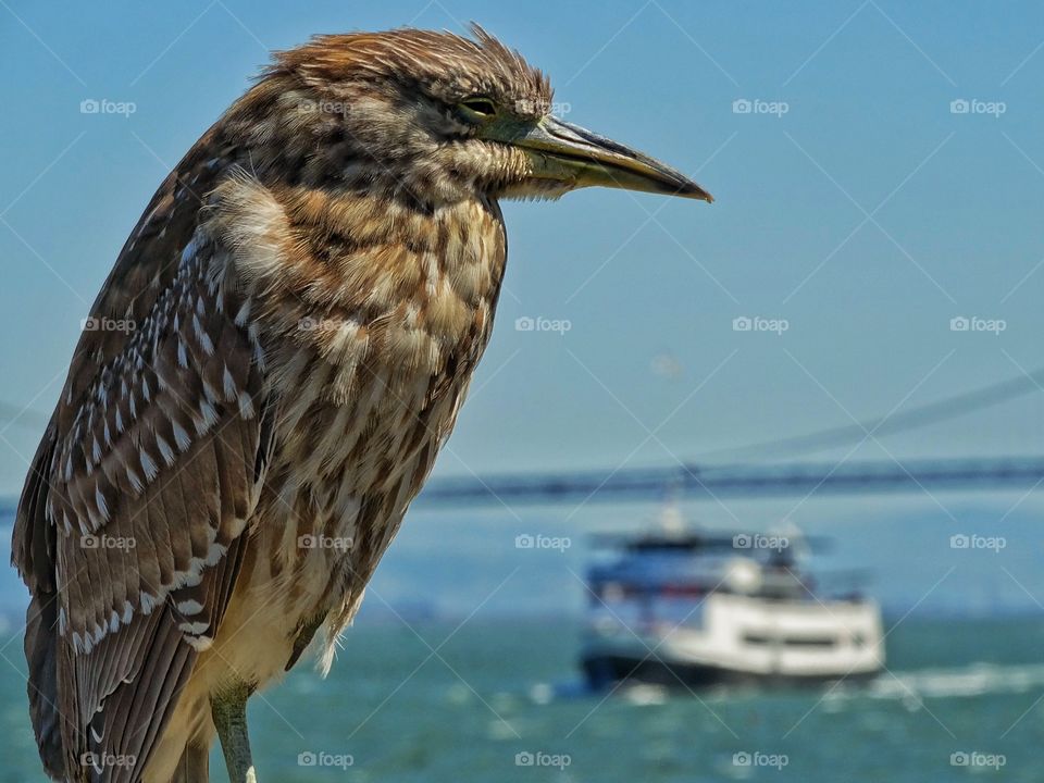 Heron On The Water. California Great Heron Bird On San Francisco Bay
