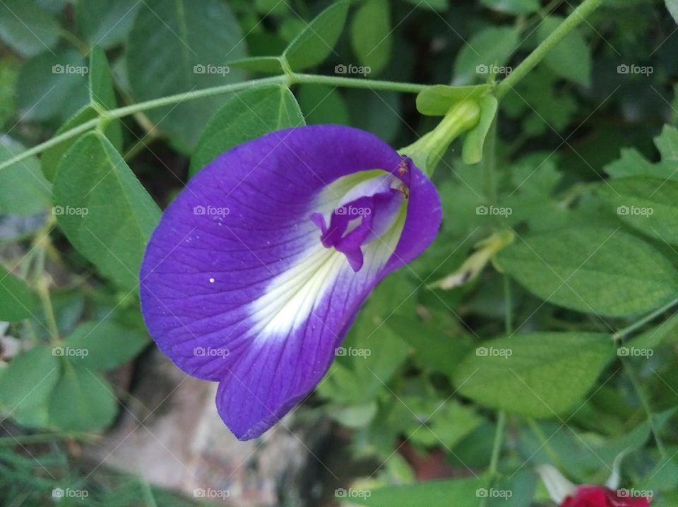 purple flower seasonal fresh shurb small size looks very beautiful generally found everywhere