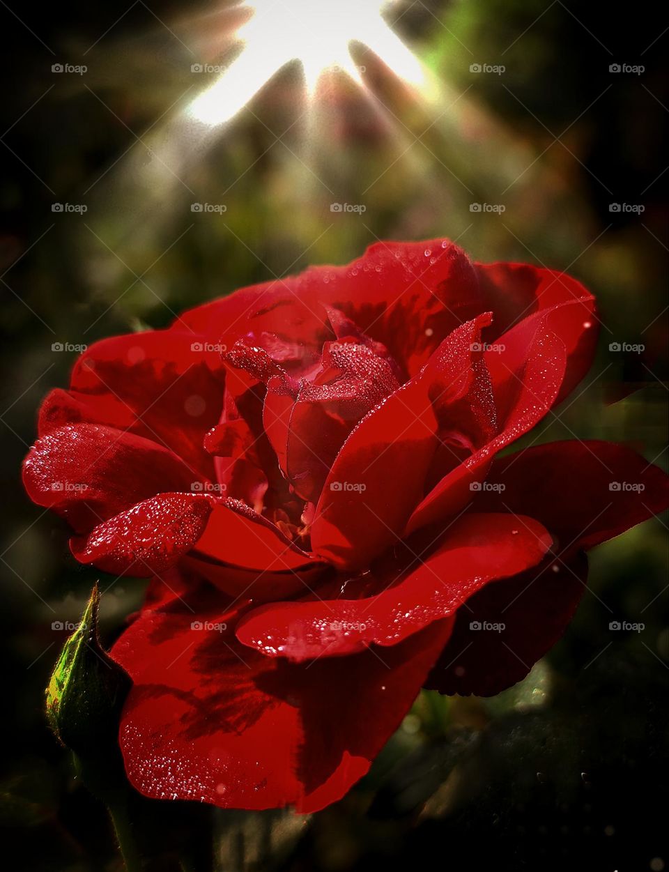 Flowers.  Roses.  Red rose on a dark background.  The light rays of the sun make their way through the dark leaves.  On the petals of a red rose, drops of dew that glisten in the sun