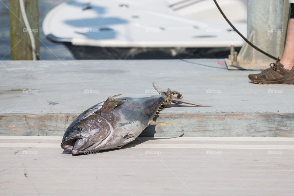 Tuna fish leaving on the floor 