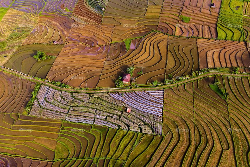 Terrace paddy fields