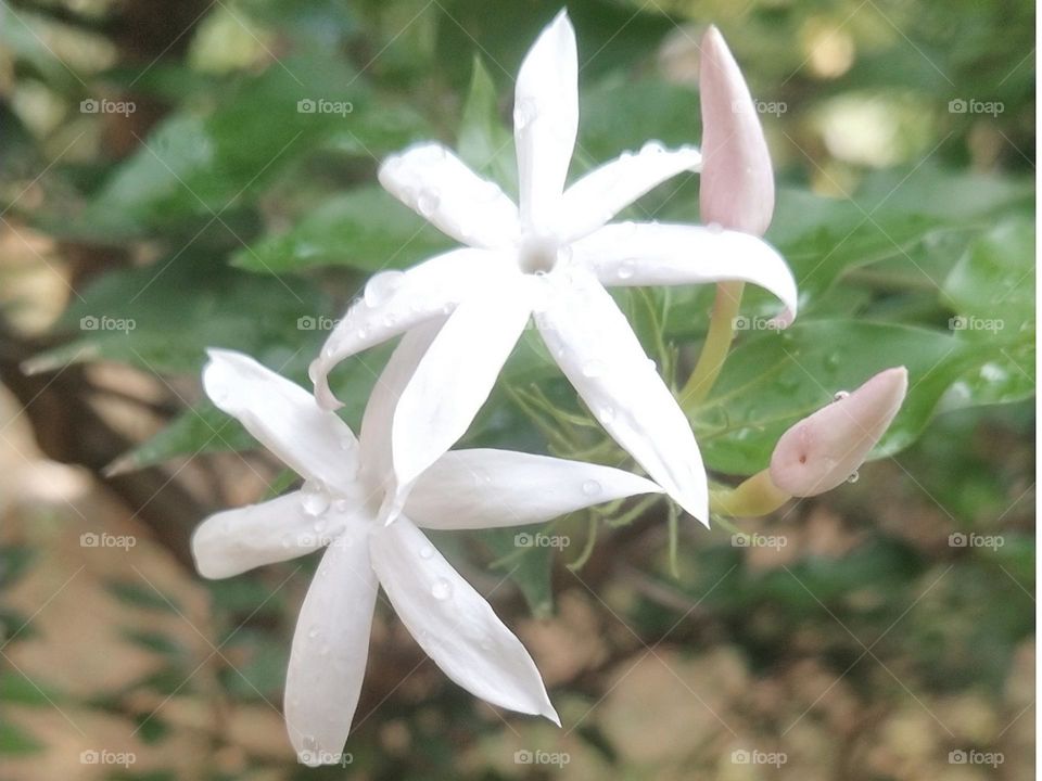 Star jasmine flower