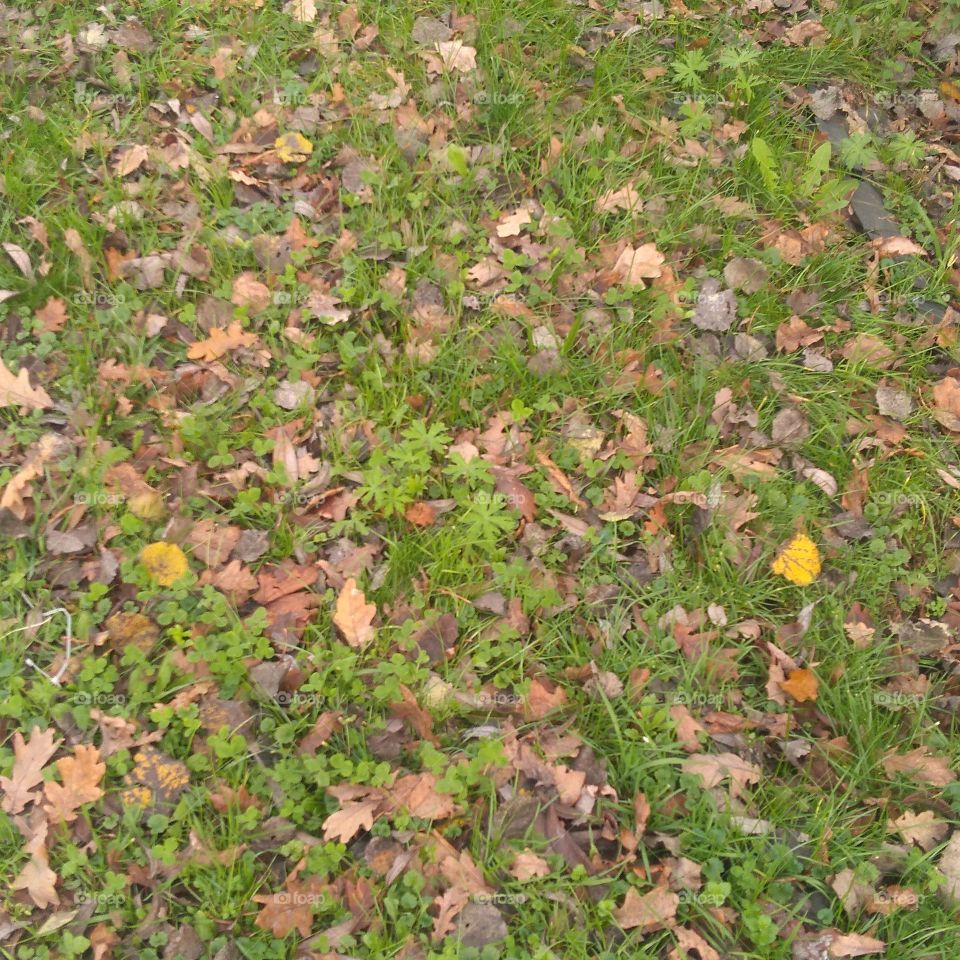 Leaf, Texture, Desktop, Fall, Nature