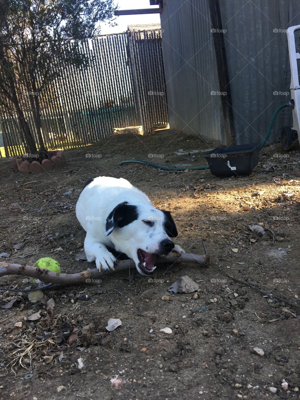 Jax jack russell mix chewing on stick 