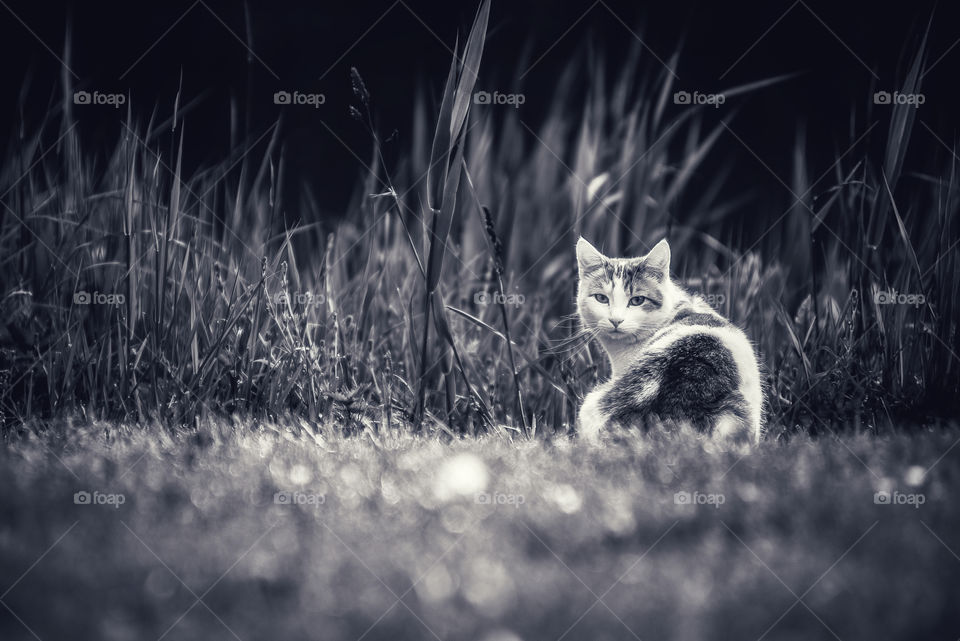 Cat sitting in grass