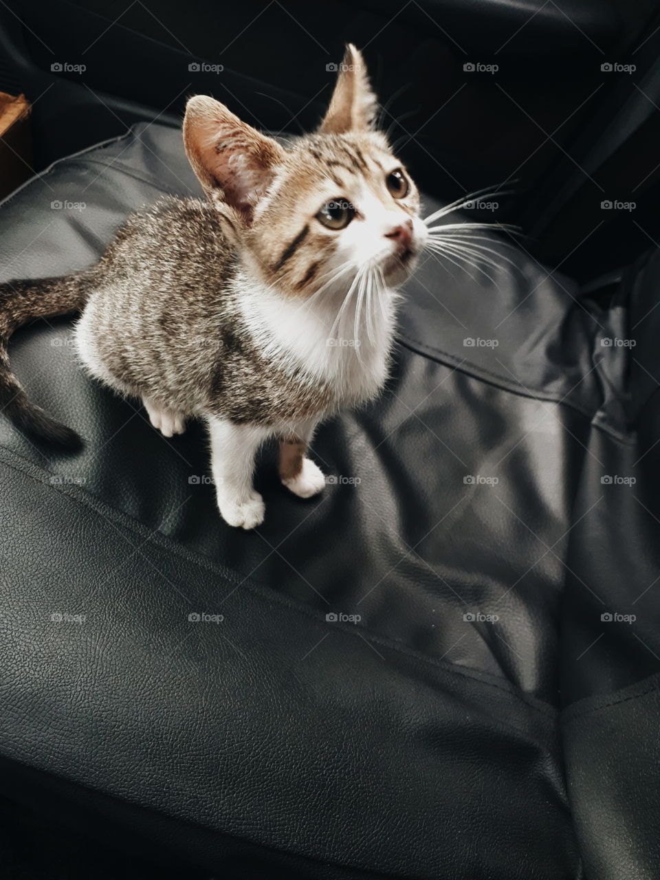 Baby cat getting a ride home