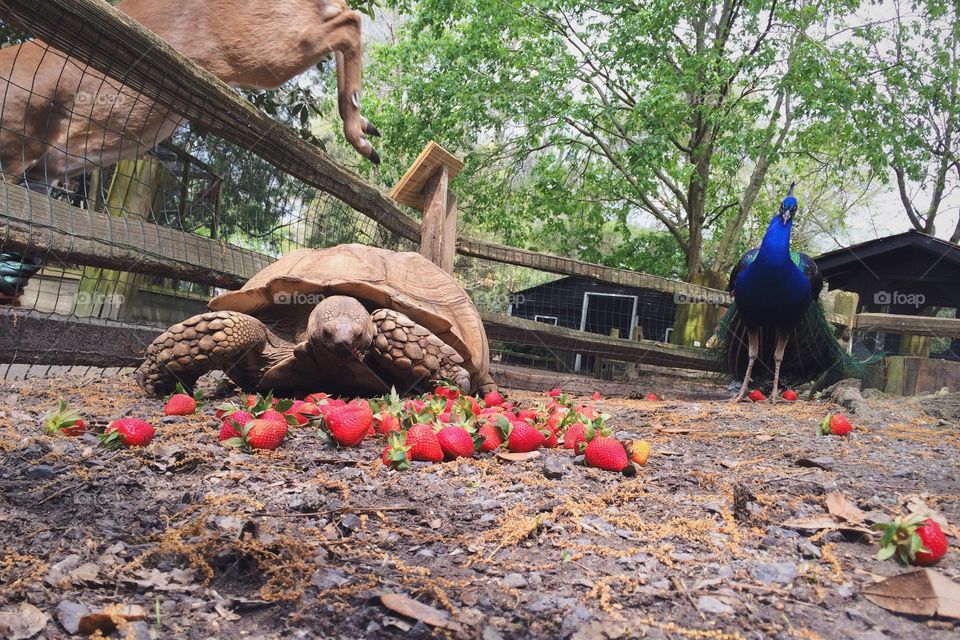 Snack Time. Animals eating strawberries