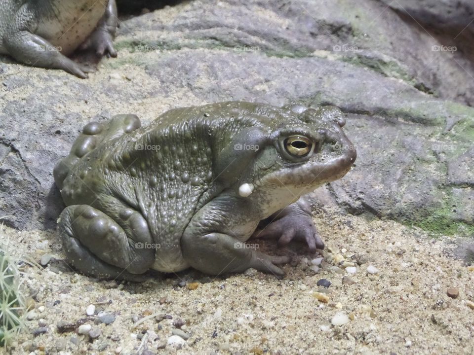 Colorado river toad. amphibian